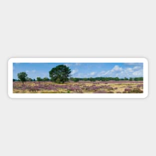 Panorama of heathland with trees early in the morning Sticker